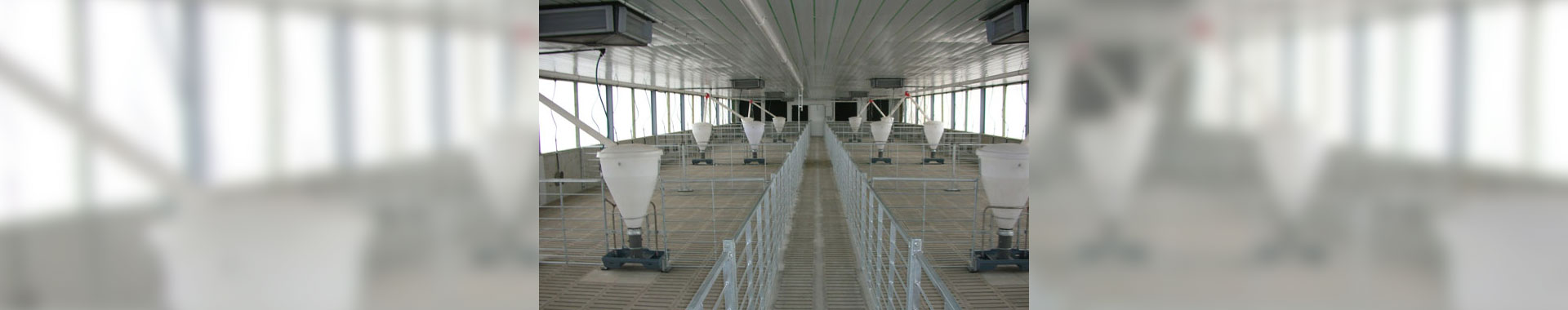 Pig Shed Construction for Australian Pig Farms